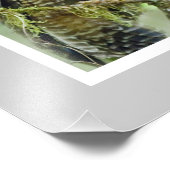 Impression Photo Chouette tachetée du Nord (Strix occidentalis) 11  (Coin)