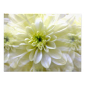 IMPRESSION PHOTO CHRYSANTHEMUM (Devant)