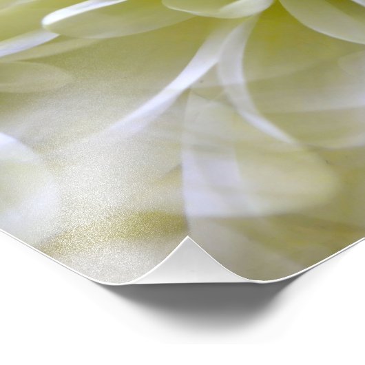 IMPRESSION PHOTO CHRYSANTHEMUM (Coin)