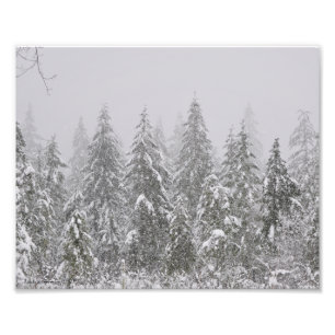 Impression Photo Chute de neige de 8X10 sur des arbres à sapins