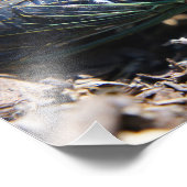 Impression photo Cicada 8x10 (Coin)