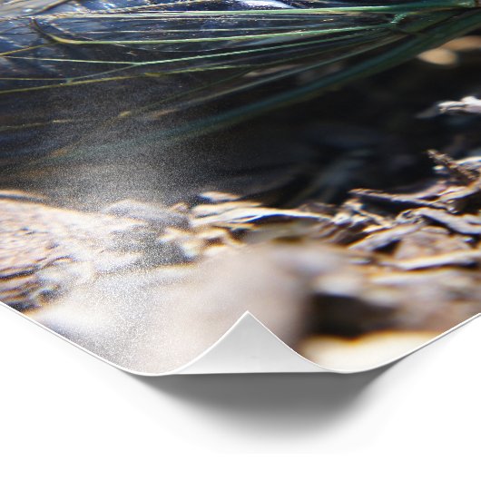 Impression photo Cicada 8x10 (Coin)