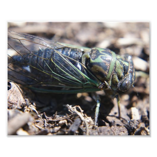 Impression photo Cicada 8x10 (Devant)