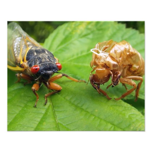 Impression Photo cicada and shell (Devant)