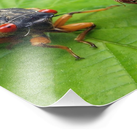 Impression Photo cicada and shell (Coin)