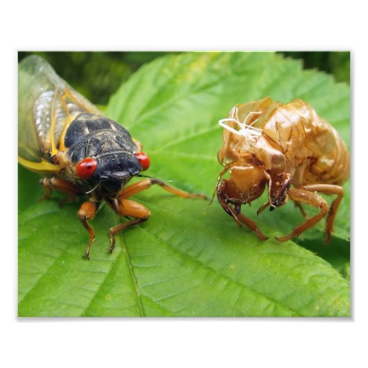 Impression Photo cicada and shell (Devant)