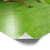 Impression Photo cigale et coquille (Coin)