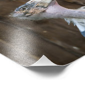 Impression Photo Cigogne marabou (Coin)