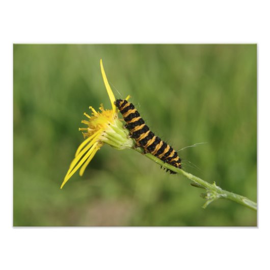 Impression Photo Cinnabar Moth Caterpillar Sur Ragwort (Devant)