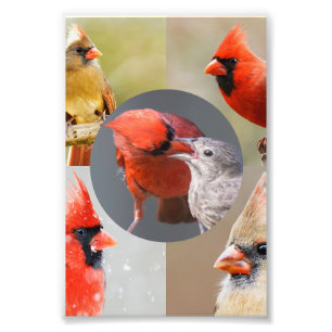 Impression Photo Cinq Belles Cardinales du Nord