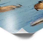 Impression Photo Cinq oies du Canada (Coin)