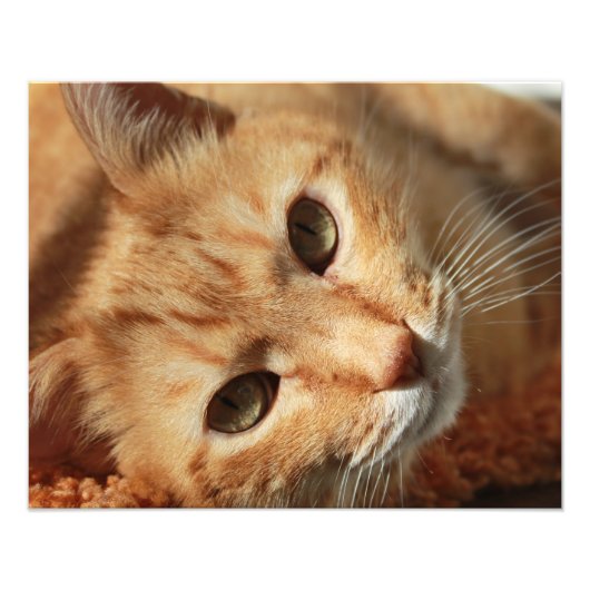 Impression Photo Citation de chat (Devant)