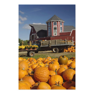 Impression Photo Citrouilles dans une ferme en automne près de Conc