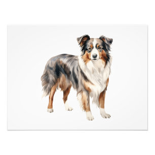 Impression Photo Clipart d'aquarelle Australian Shepherd'Australie