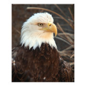 Impression Photo Closeup de Bald Eagle (Devant)