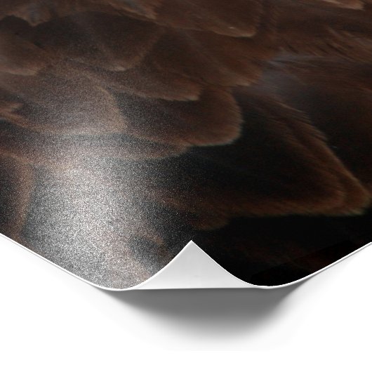 Impression Photo Closeup de Bald Eagle (Coin)