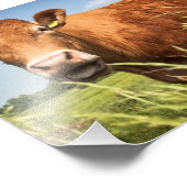 Impression Photo Closeup de vache à pâturage (Coin)