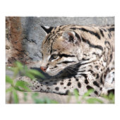 Impression Photo Closeup d'ocelot (Devant)
