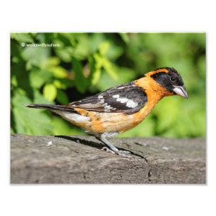Impression Photo Closeup d'un beau Grosbeak à tête noire