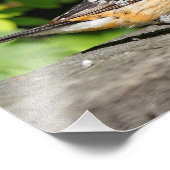 Impression Photo Closeup d'un beau Grosbeak à tête noire (Coin)