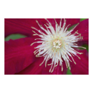 Impression Photo Closeup d'une fleur Clematis violette rouge