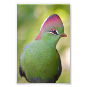 Impression Photo Closeup turaco de fischer
