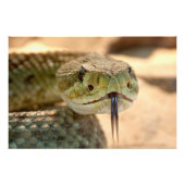 Impression Photo Closeuse de crotale (Devant)