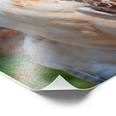 Impression Photo Closeuse de la queue rouge (Coin)