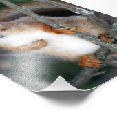 Impression Photo Closeuse d'écureuil rouge (Coin)