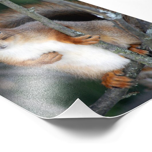 Impression Photo Closeuse d'écureuil rouge (Coin)