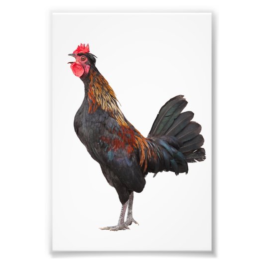 Impression Photo Clouer le poulet (Devant)