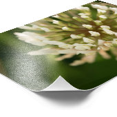 Impression Photo Clover blanc (Coin)