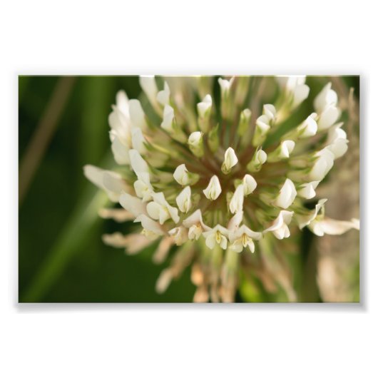 Impression Photo Clover blanc (Devant)
