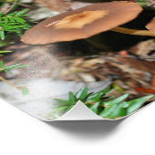 Impression Photo Cluster de champignons Brown sauvages 8x10 (Coin)