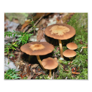 Impression Photo Cluster de champignons Brown sauvages 8x10
