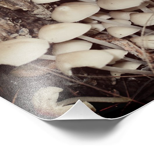 Impression Photo Cluster de champignons sauvages blancs 8x10 (Coin)
