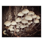 Impression Photo Cluster de champignons sauvages blancs 8x10 (Devant)