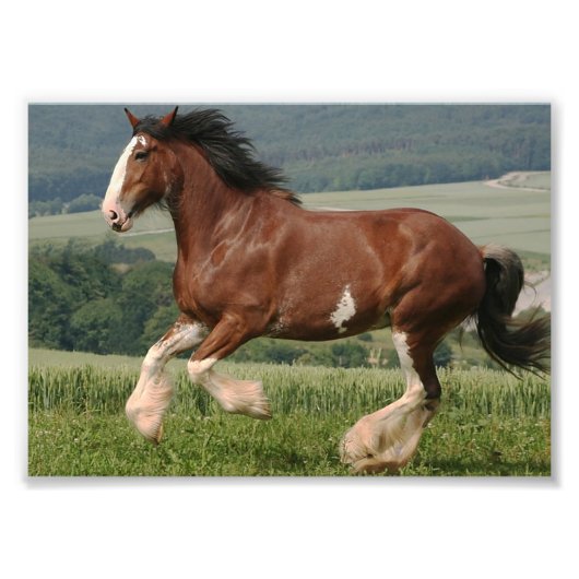 Impression Photo Clydesdale Horse (Devant)