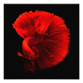 Impression Photo Cntr. poisson rouge (Devant)