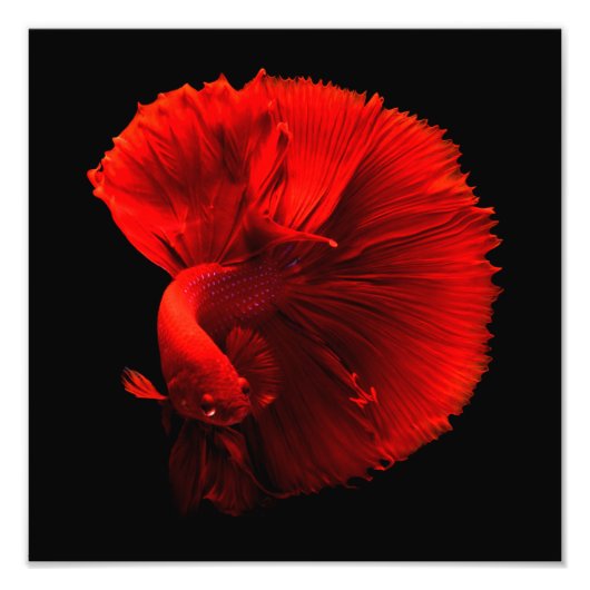 Impression Photo Cntr. poisson rouge (Devant)