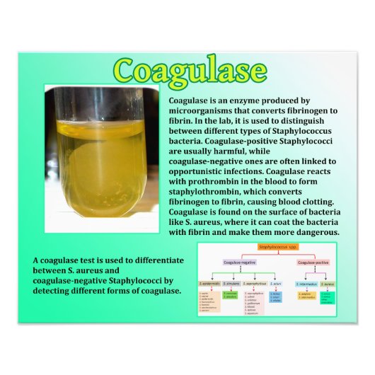 Impression Photo Coagulase (Devant)