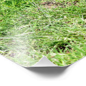 Impression Photo Coati à queue de ceinture sur l'herbe (Coin)