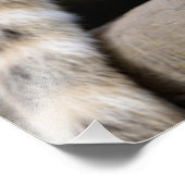 Impression Photo Coati sud-américain en succursale (Coin)