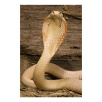 Cobra à monocle albinos, Naja kaouthia, enroulé