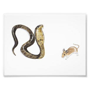 Impression Photo Cobra contre le rat