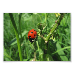Impression Photo Coccinelle et aphis