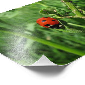 Impression Photo Coccinelle et pucerons (Coin)