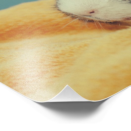 Impression Photo Cochon de Guinée (Coin)