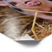 Impression Photo Cochon doux (Coin)