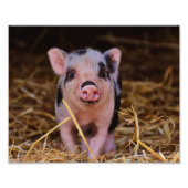 Impression Photo Cochon doux (Devant)